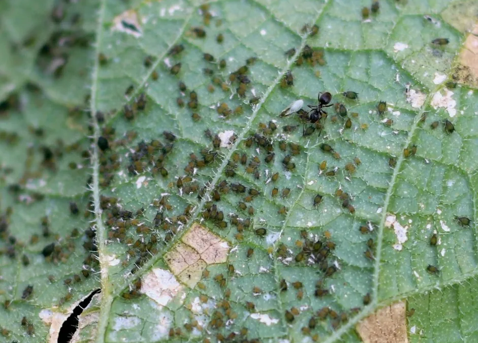 Нашествие тли