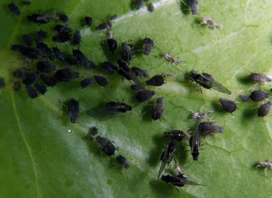 Тля на огурцах