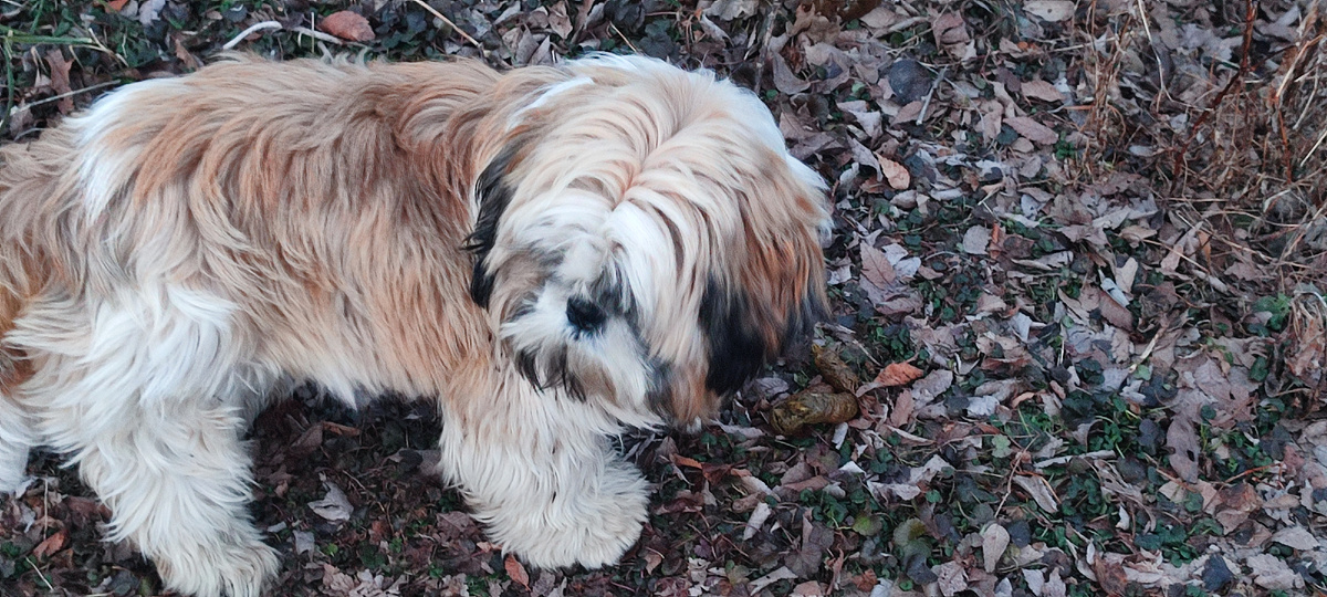 Золтон. Ши-тцу. 1 год.