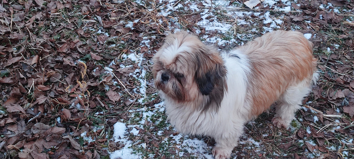 Персей. Ши-тцу. 8 лет.