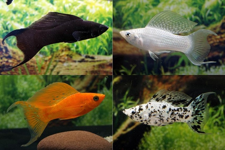 Моллинезия