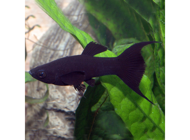 Моллинезия черная