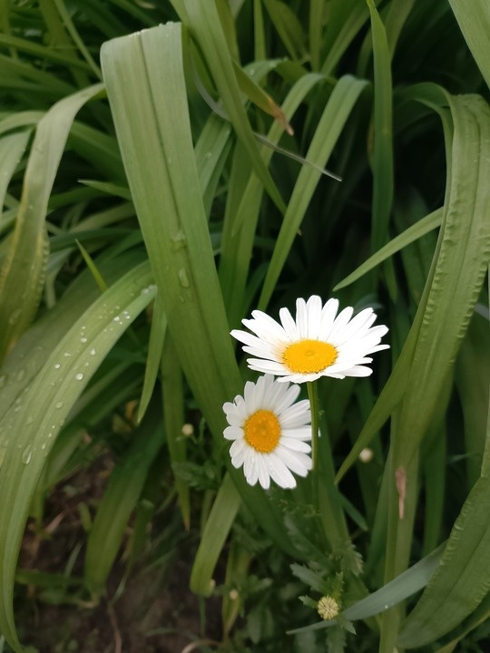 Ромашки! И не только для Ромашко́))