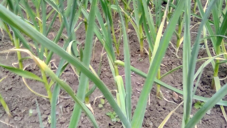 Подкормка чеснока в июне: 3 хитрости для усиленного роста головок. И что чесноку расти мешает: чем подкармливать нельзя