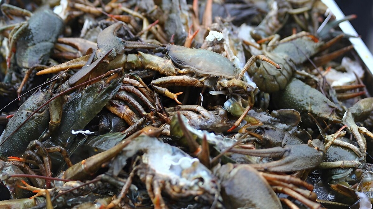     Источник: 1MI