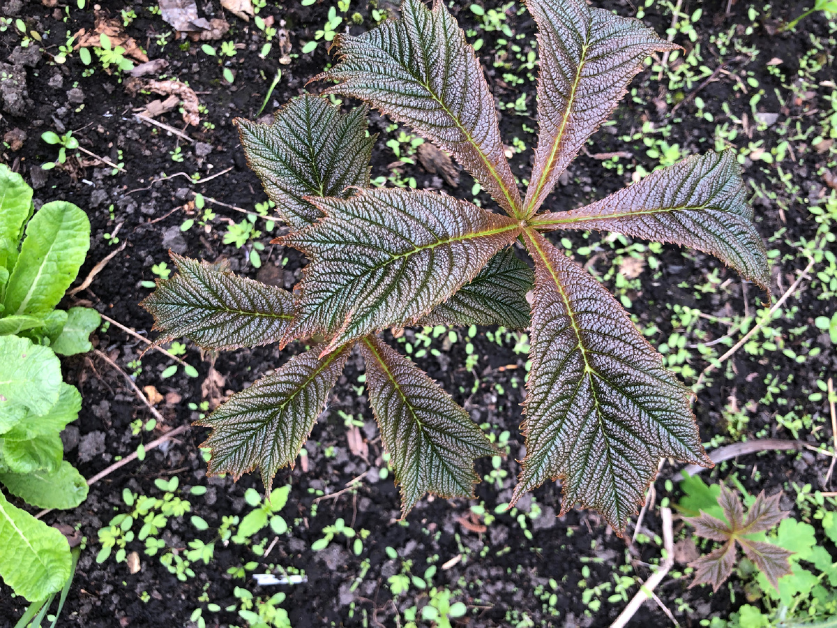 Роджерсия стополистная