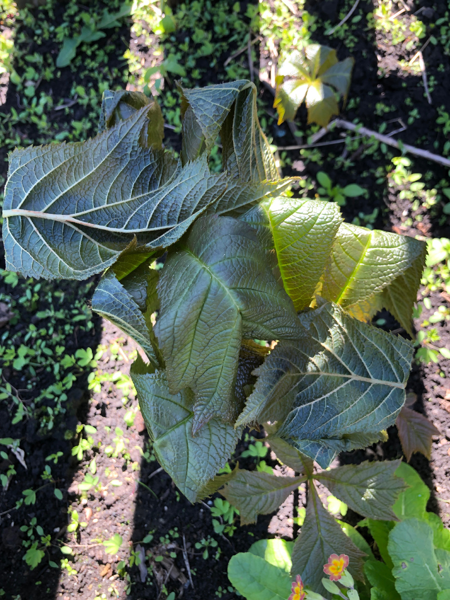 Роджерсия после заморозка