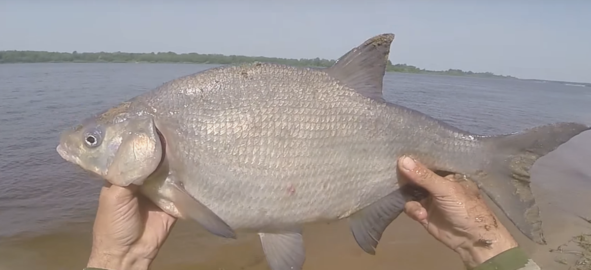 Большой лещ пойманный на самодельную прикормку. Источник фото youdrop.ru