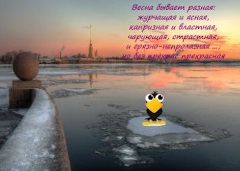 Весна, Нева, ворона