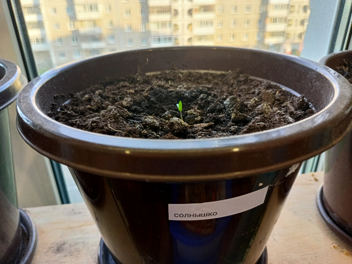 Томат солнышко 