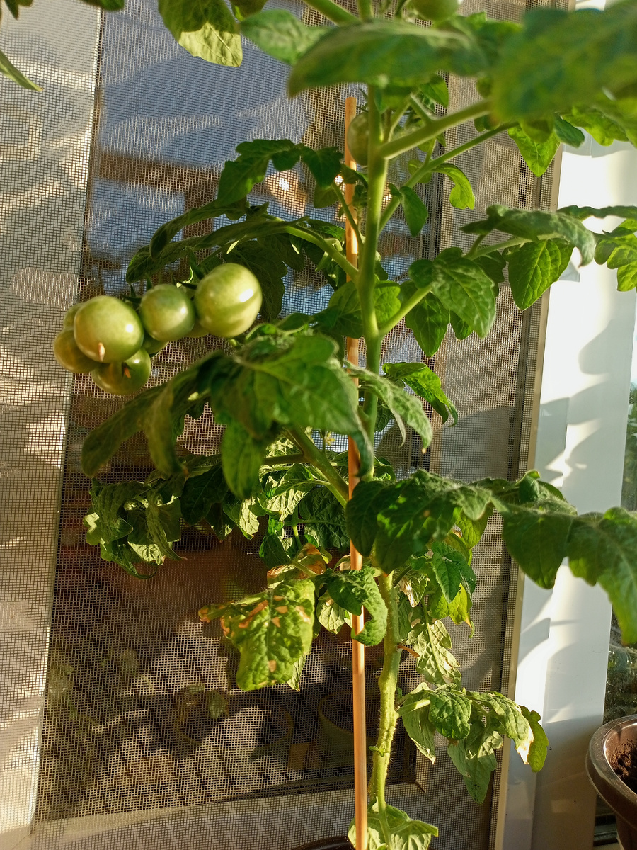 Томат Пиноккио