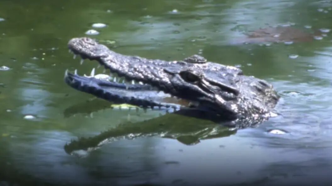    Фото: Andrei Kamenev/Globallookpress