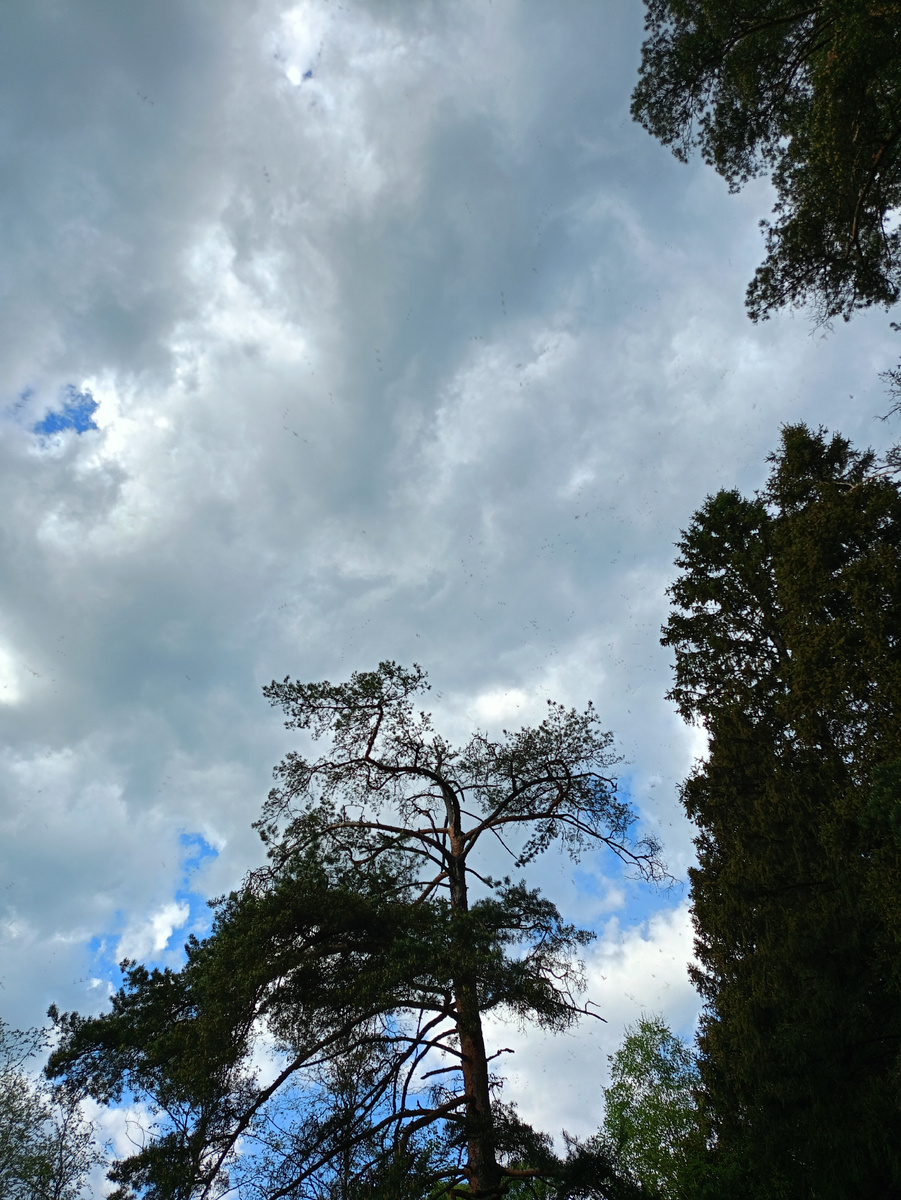 Картинка автора