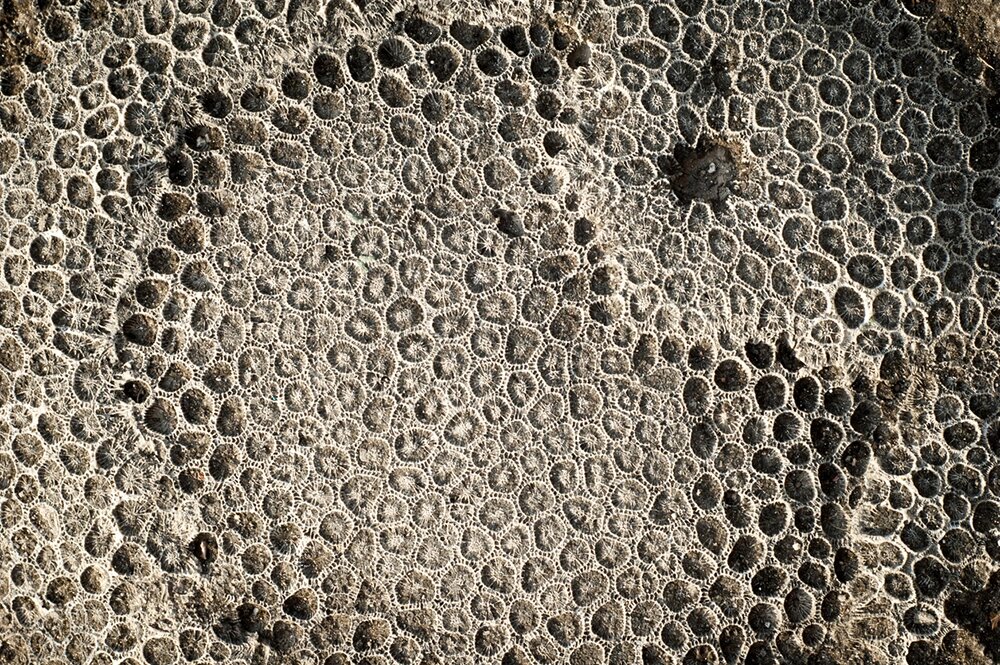    Морская губка. Фото: istockphoto.com/ Elecstasy