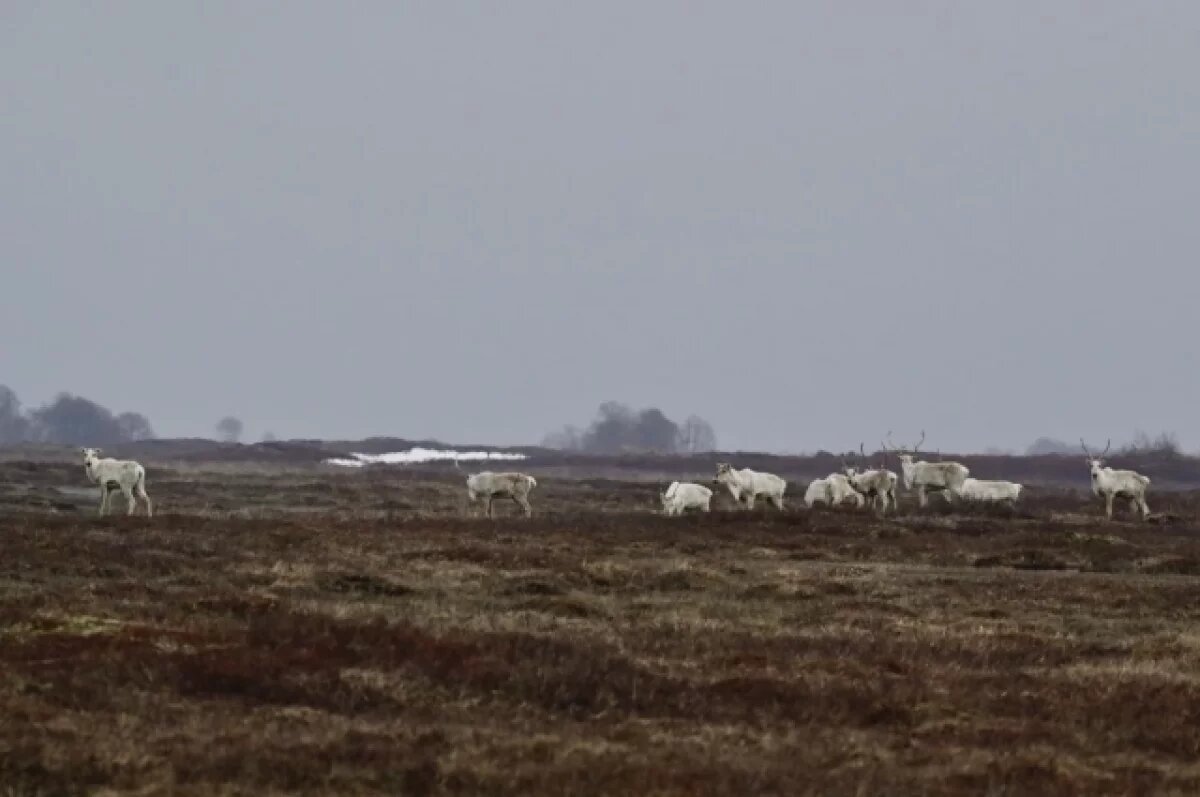    Грациозные краснокнижные олени вернулись на летние пастбища на Камчатке