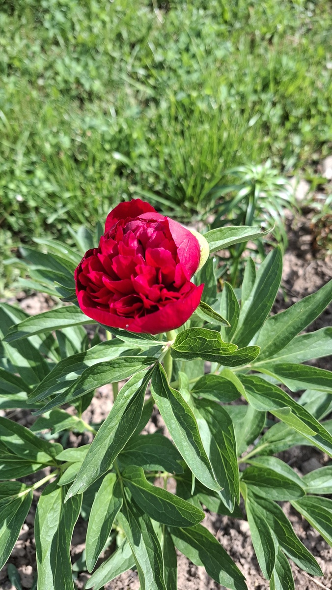 Пион зацвел. В прошлом году мне его подарили на др. Цветет впервые.