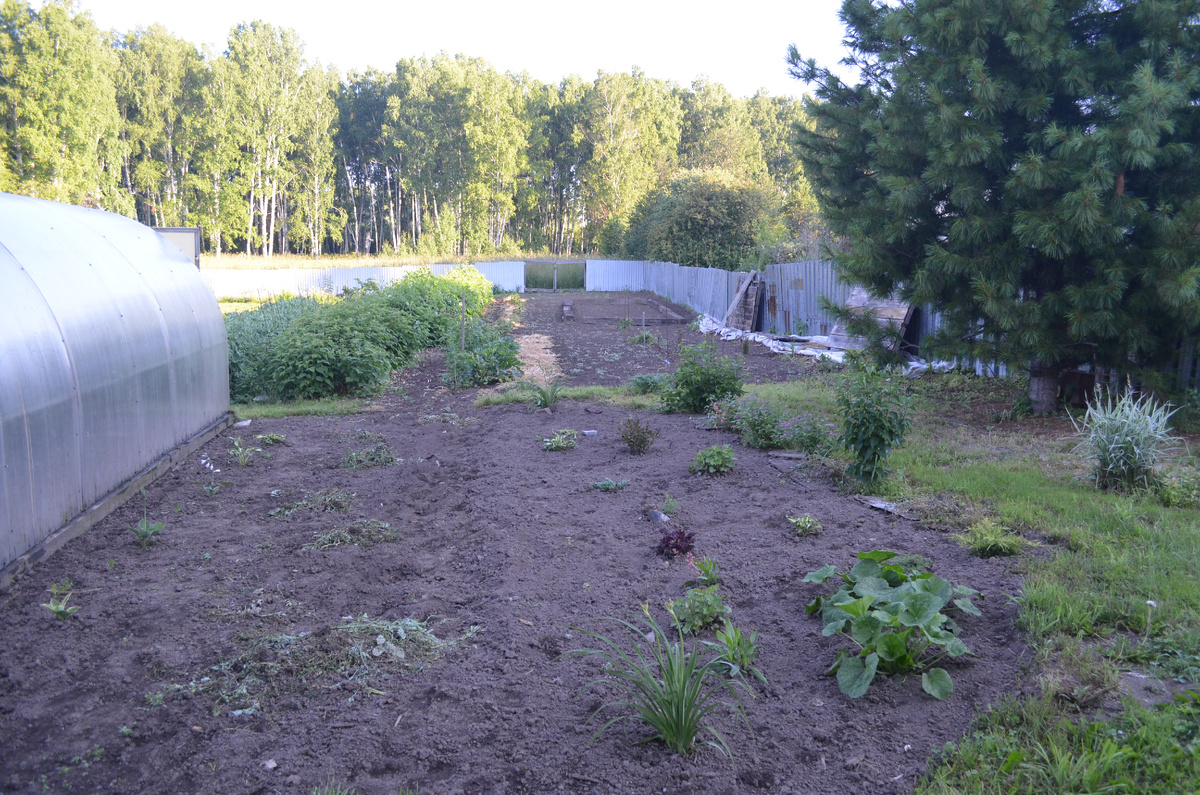 2020 год. Малина только начинает разрастаться.