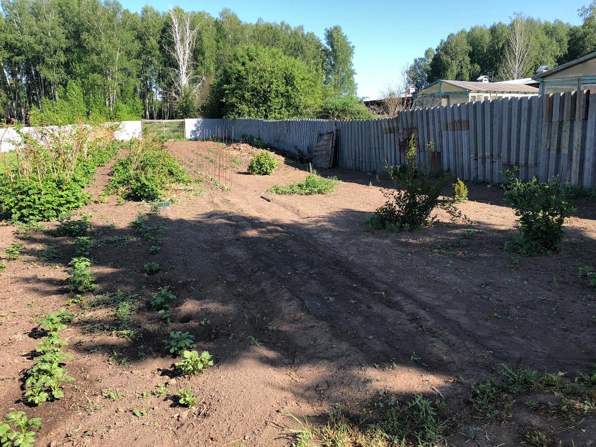 2023 год. Видно, как поросль растет, а старые ветки голые. Ягоды не будет.