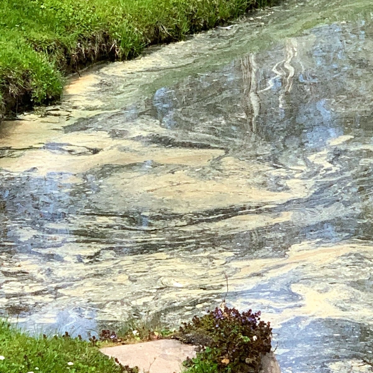 Кругозор Проектиррвщика: пыльца