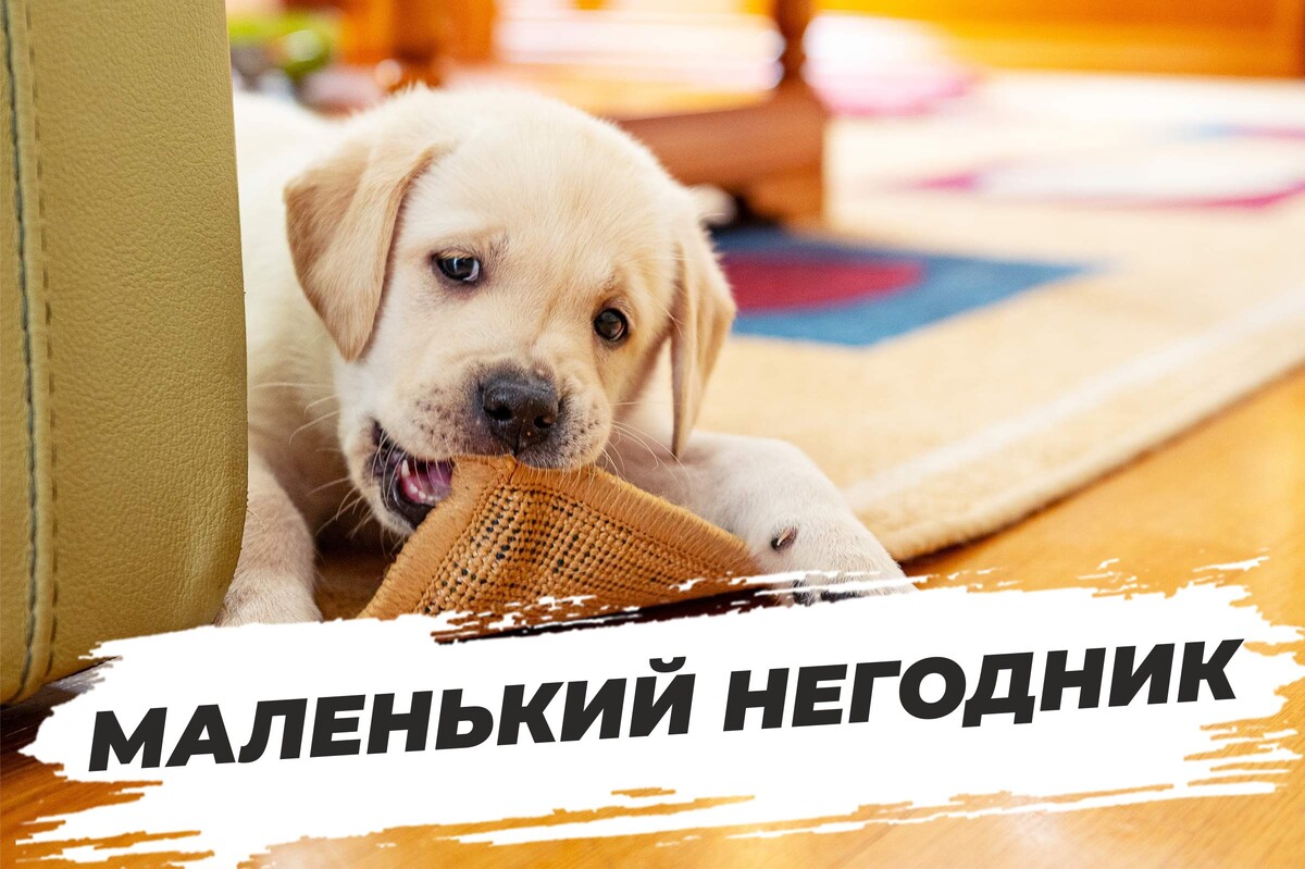 Фото: webpulse.imgsmail.ru