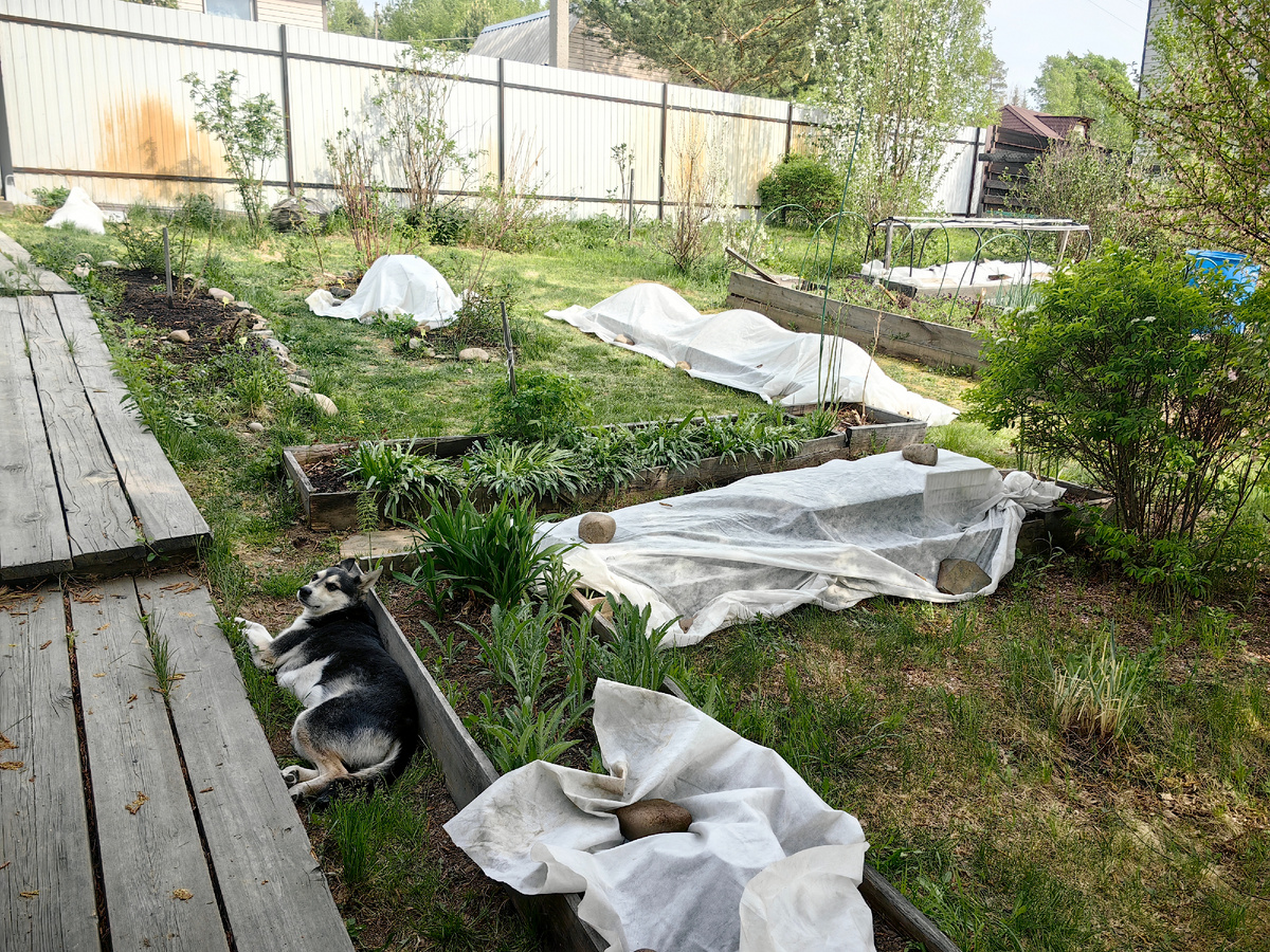 Самый главный "помогатор" - Ласка, трудилась больше всех!