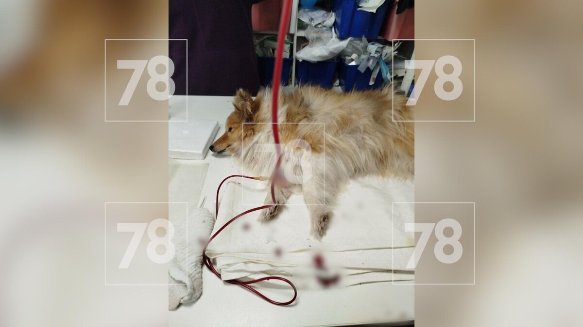    Фото: "Соцсети"