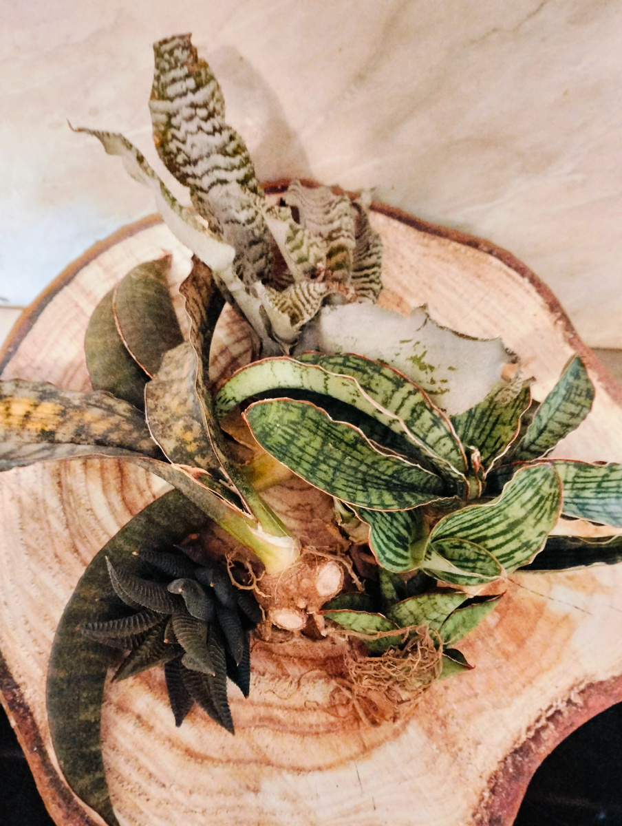 На примере сансевиерии Кирки (Kirkii Variegated Pulchra Variegated Metalic Silver, она слева) это хорошо заметно - внешний вид растения говорит сам за себя - держусь на честном слове  