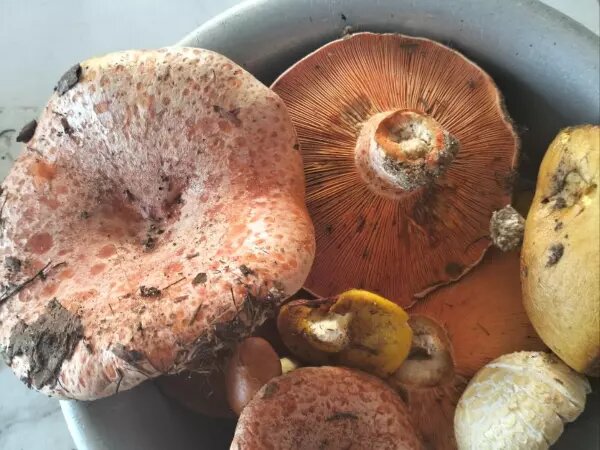    Фото: соцсети Веселовские вести