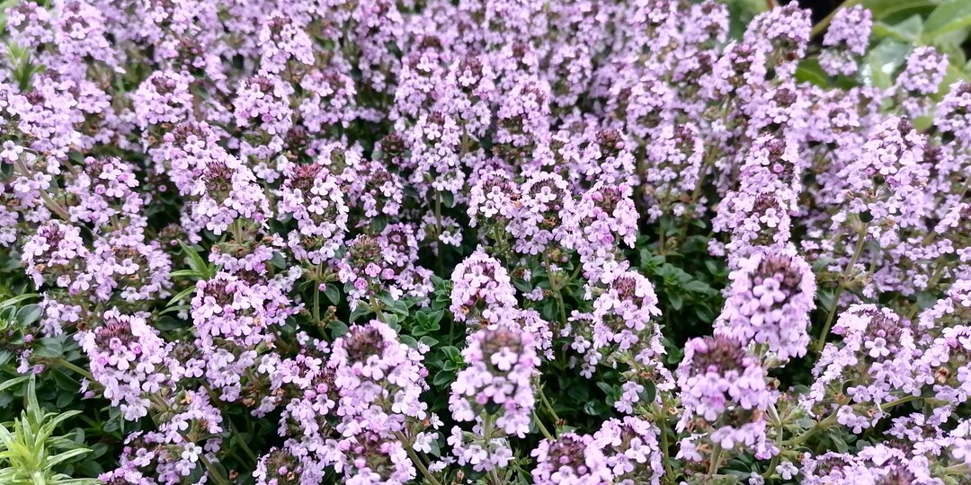 Тимьян или чабрец в саду - уход, размножение, разнообразие