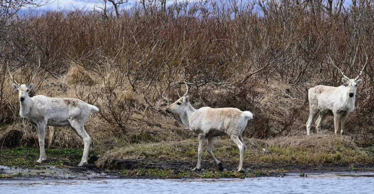 Фото: Дикие олени на Камчатке / Алексей Маслов / Кроноцкий заповедник
