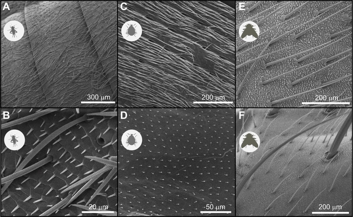    Различные структуры на экзоскелете трех видов насекомых, использованных в исследовании. (A,B) Брюшная сторона Acheta domesticus (B показывает вид с большим увеличением). (C,D) Надкрылья (C) и крыло (D) Callosobruchus maculatus. (E,F) Брюшная сторона (E) и грудной клетки (F) Lucilia sericata / © Journal of Experimental Biology, Lucas Baumgart et al.