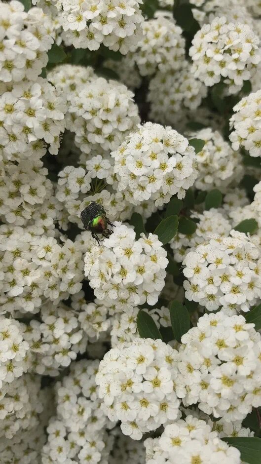 Спирея Вангутта, золотистая бронзовка