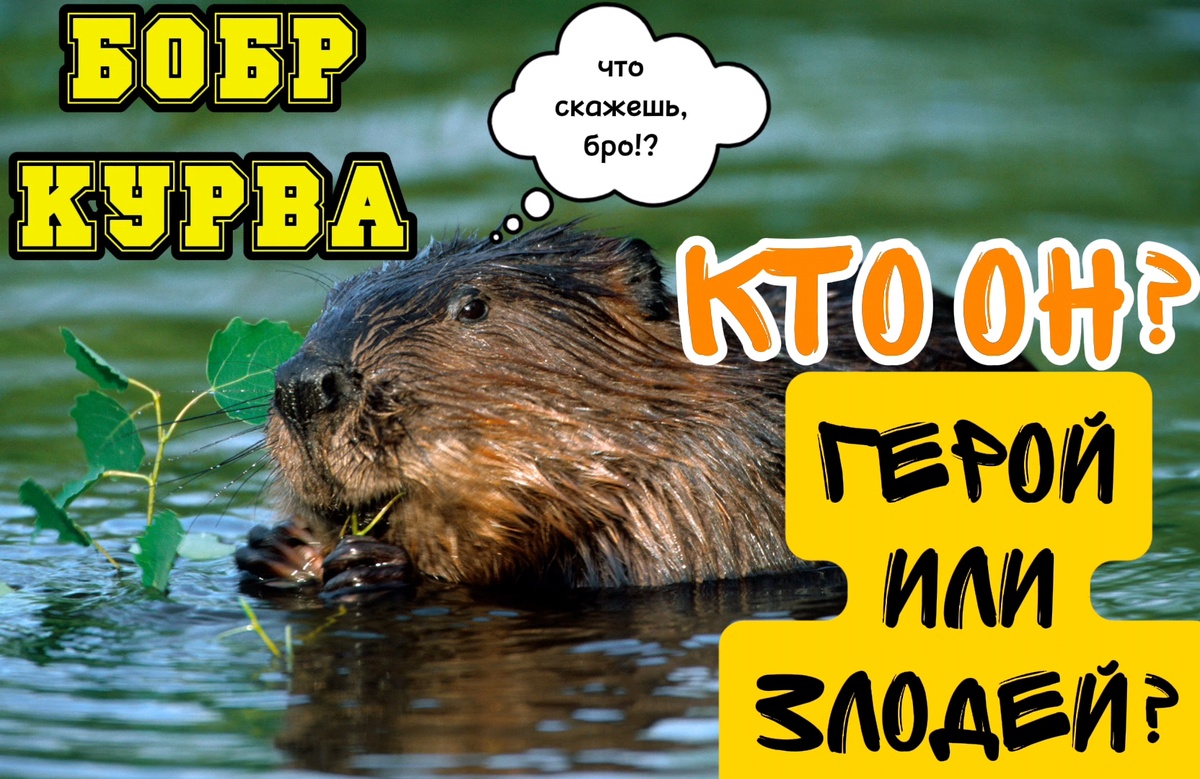Бобр-курва. Кто он- герой или злодей!? #бобр_курва, #животноестроитель, #бобр