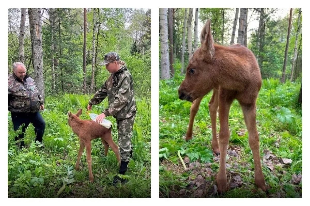    Жители Томской области спасли лосёнка, унесённого течением