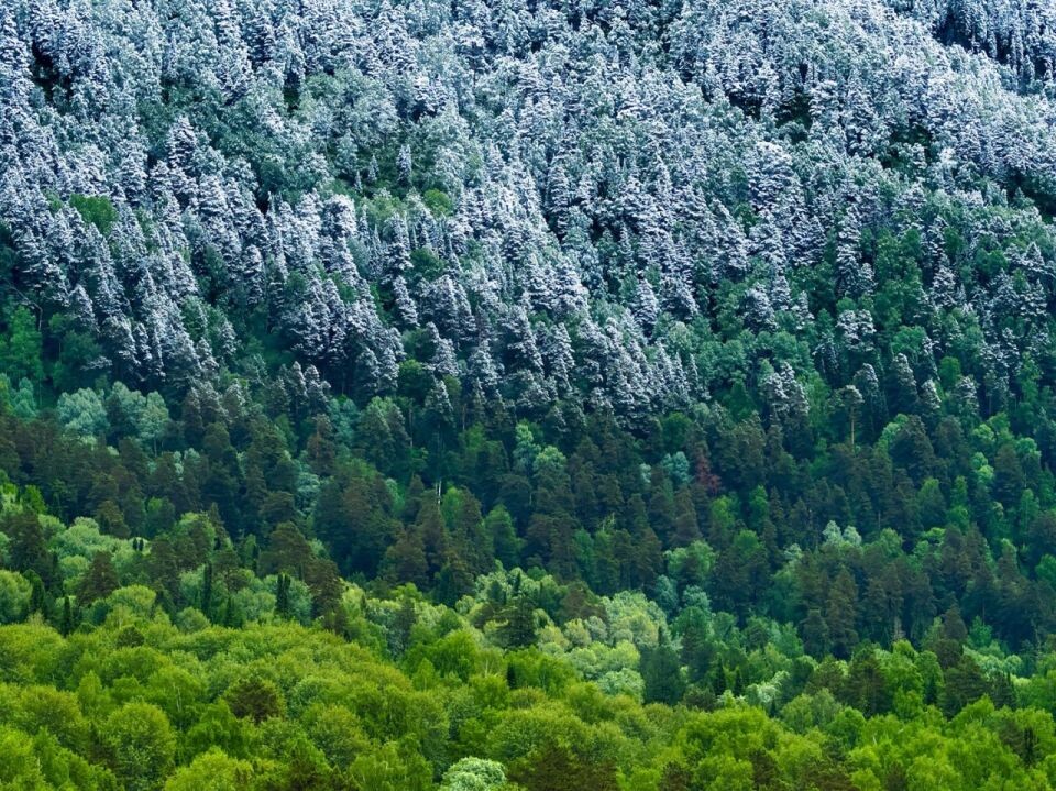    Горные вершины вокруг Телецкого озера после майского снегопада. Источник: Роман Воробьев, Татьяна Клименко