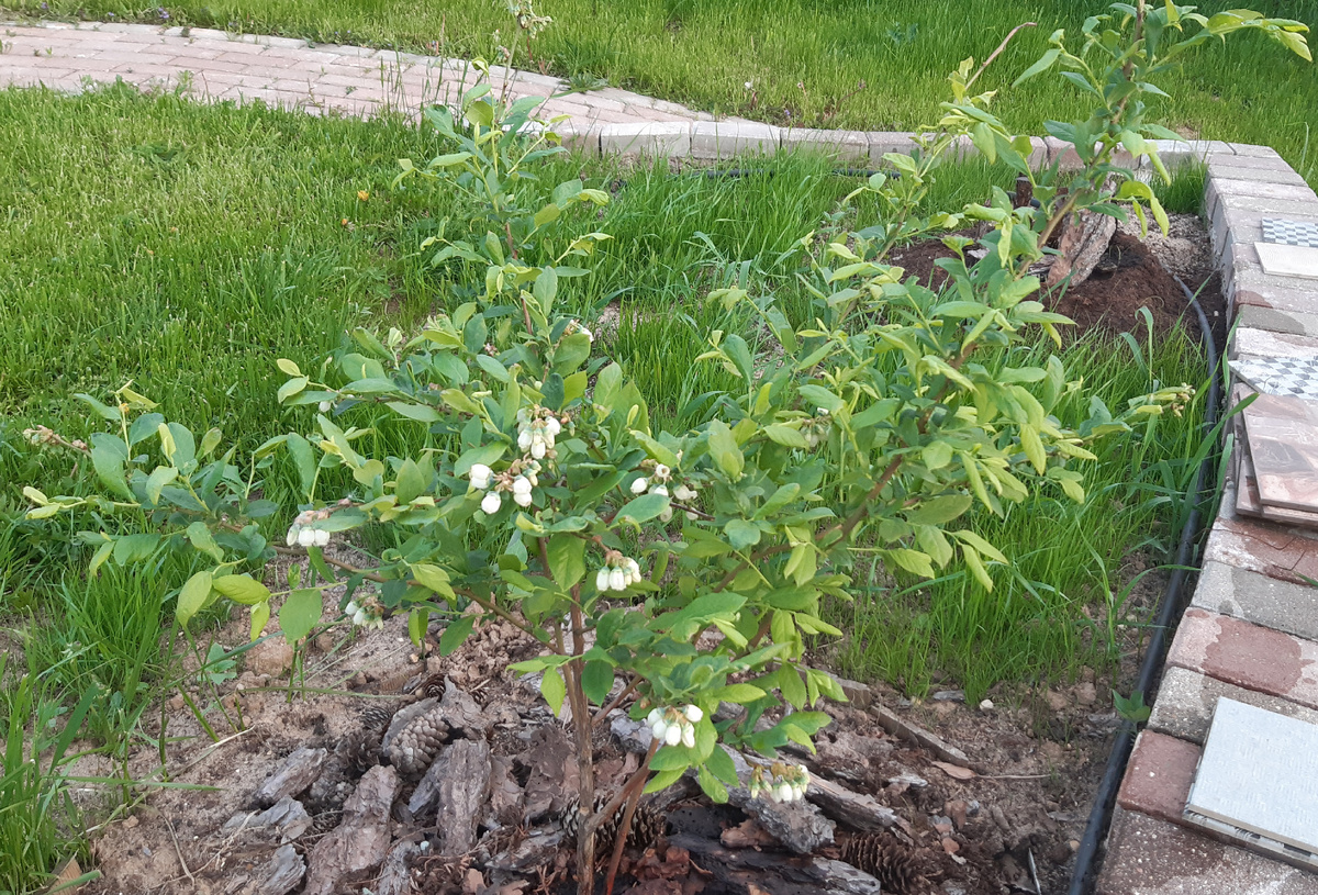 соцветия голубики