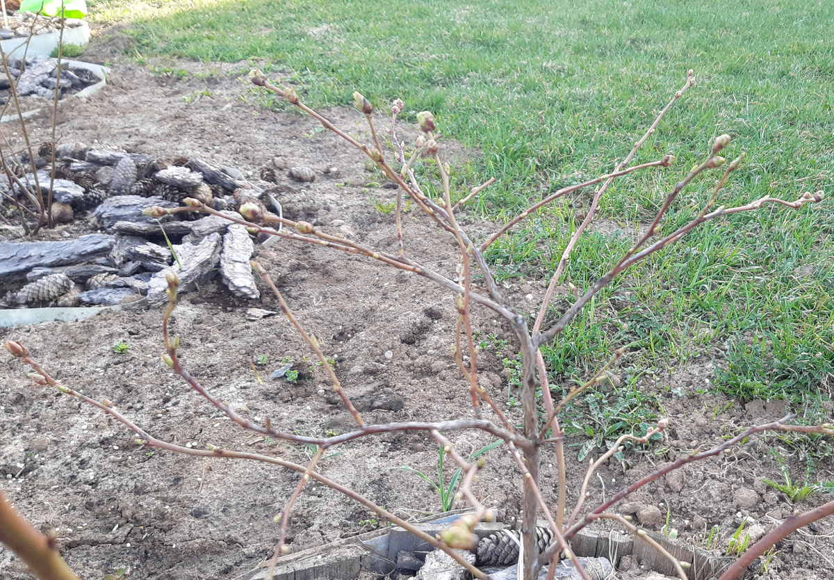 Плодовые почки на голубике