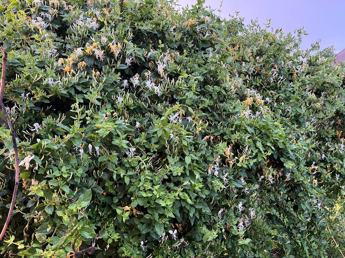 декоративная жимолость