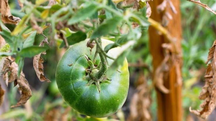 Вот так выглядят томаты после неправильной дозировки борной кислоты - урок, который я никогда не забуду