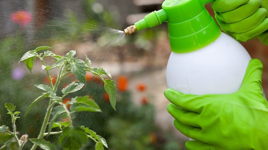 Обработка томатов