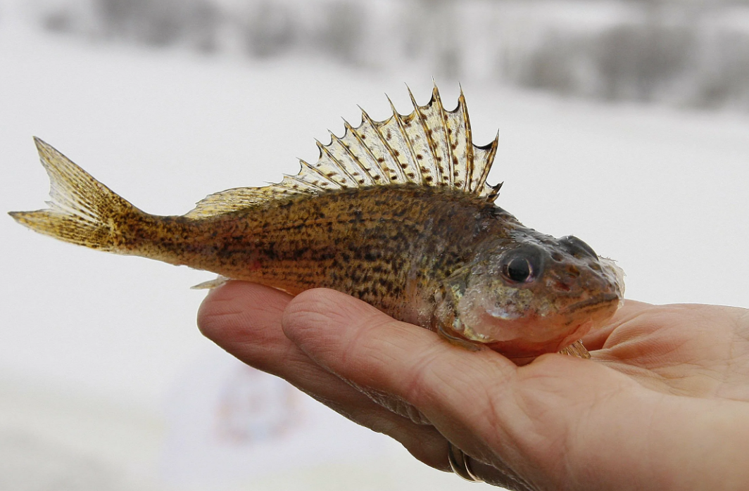 какой живец самый живучий, выбор рыбы для живца