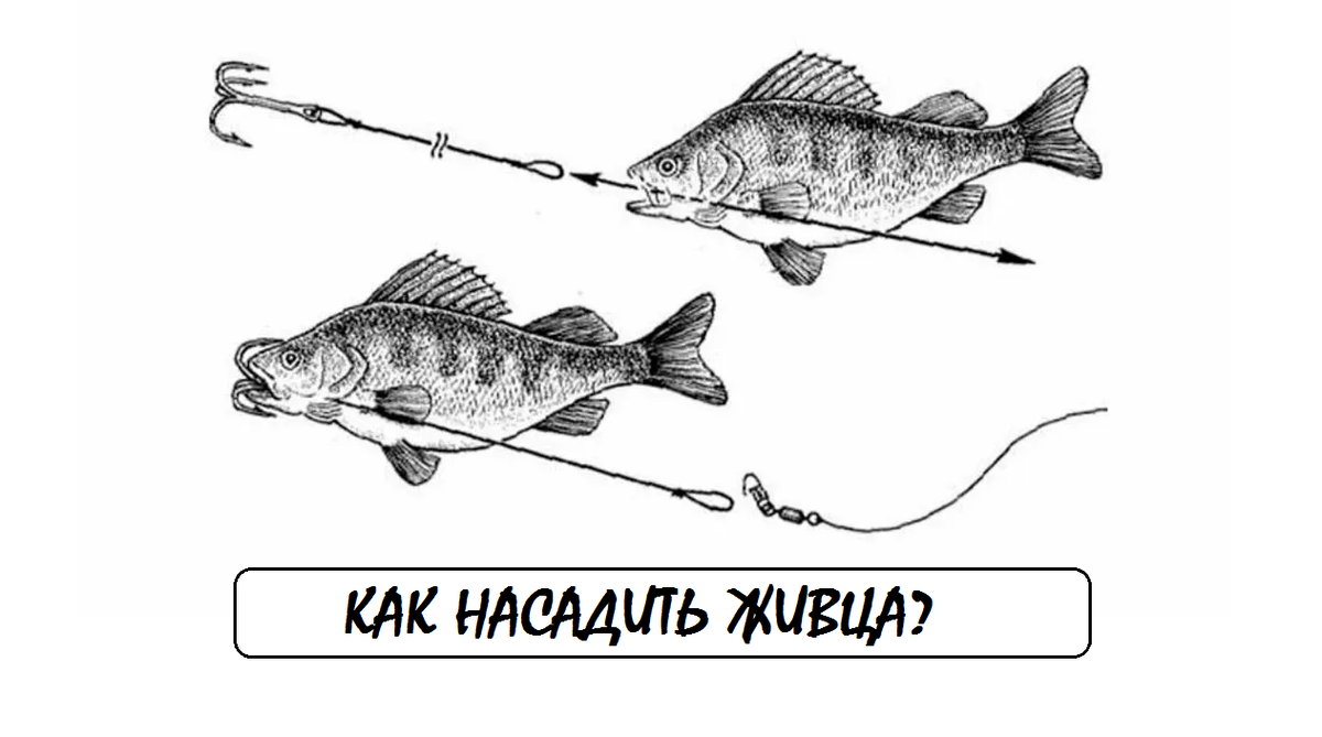 как насадить живца, живец для хищника, активность живца, методы насаживания, сохранение живца, рыбалка на щуку и сома
