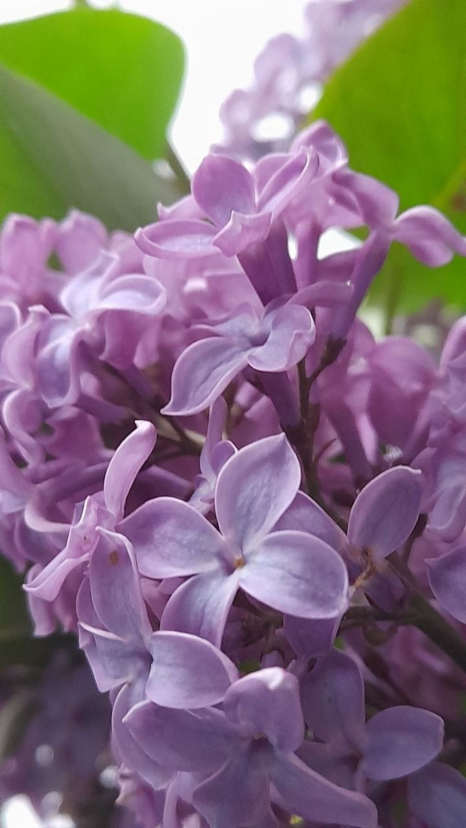 Еще до выхода из дома меня радует букет сирени!