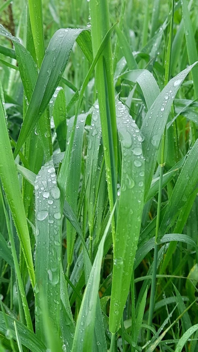 Как же красивы это капельки!