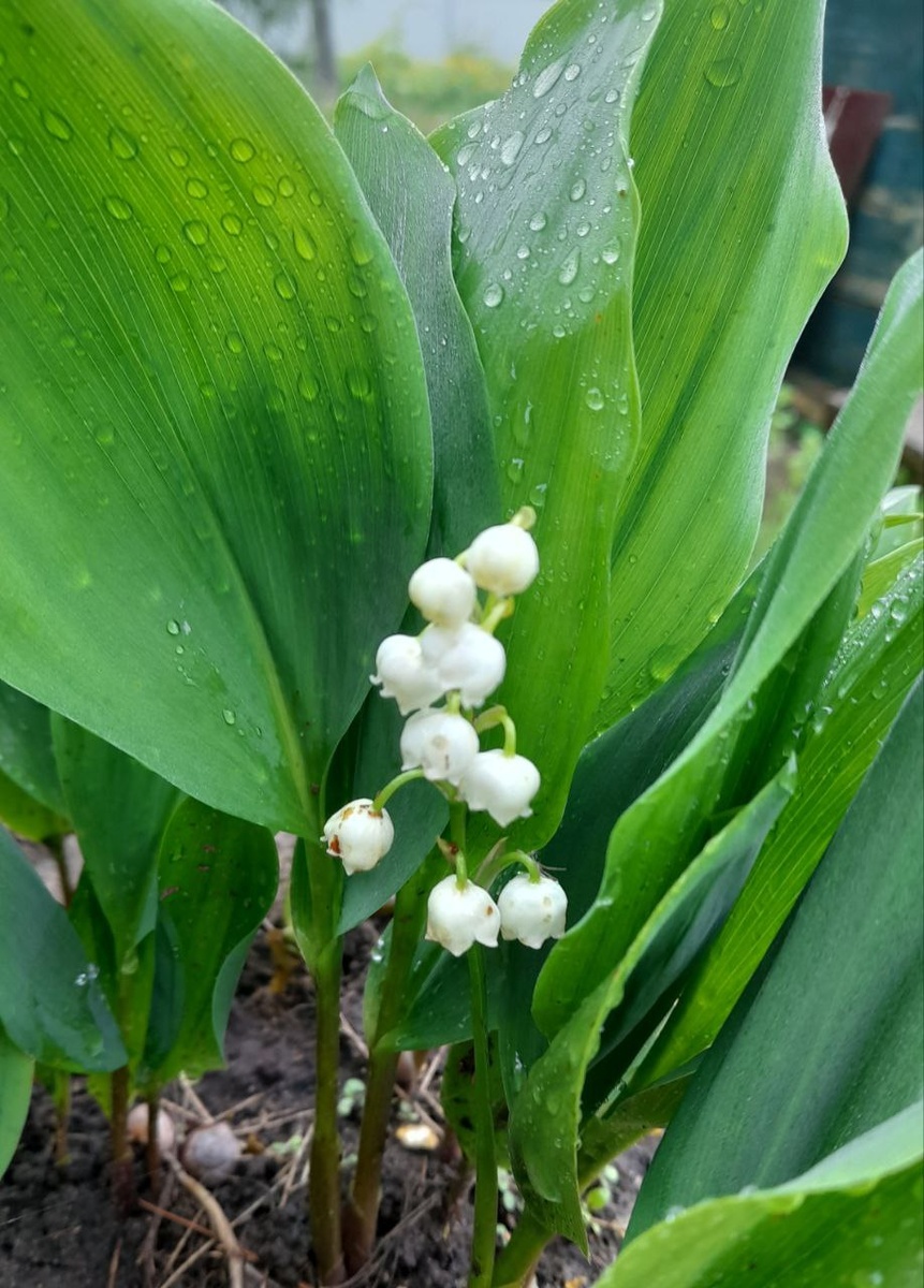 Ландыш растет у калитки и каждое утро провожает меня на работу