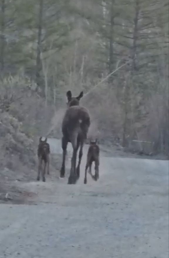    Фото: скриншот из видео Управления по охране животного мира Приамурья