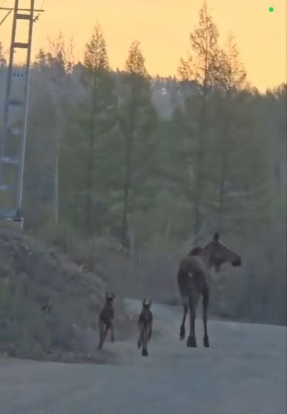    Фото: скриншот из видео Управления по охране животного мира Приамурья