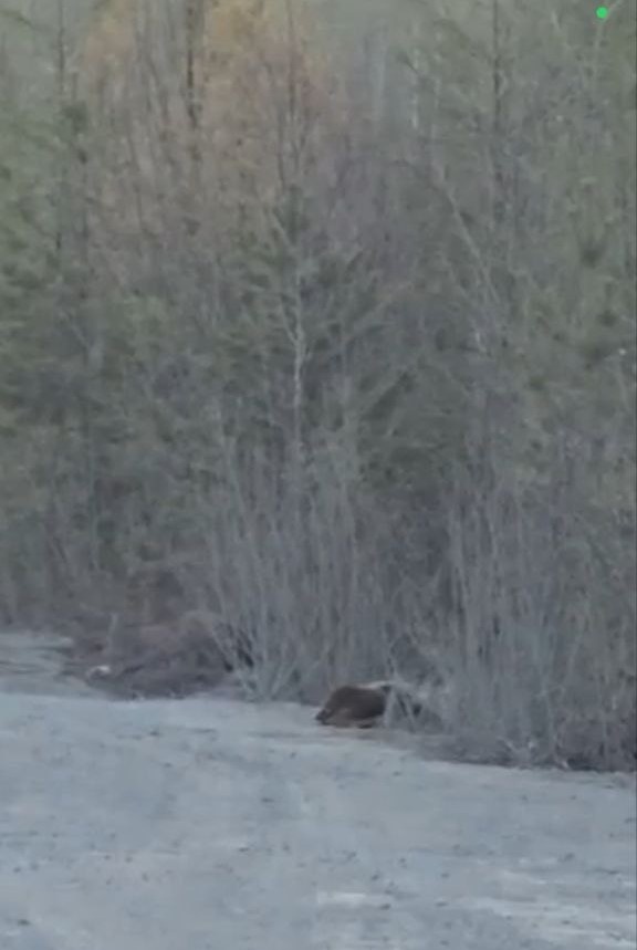    Фото: скриншот из видео Управления по охране животного мира Приамурья