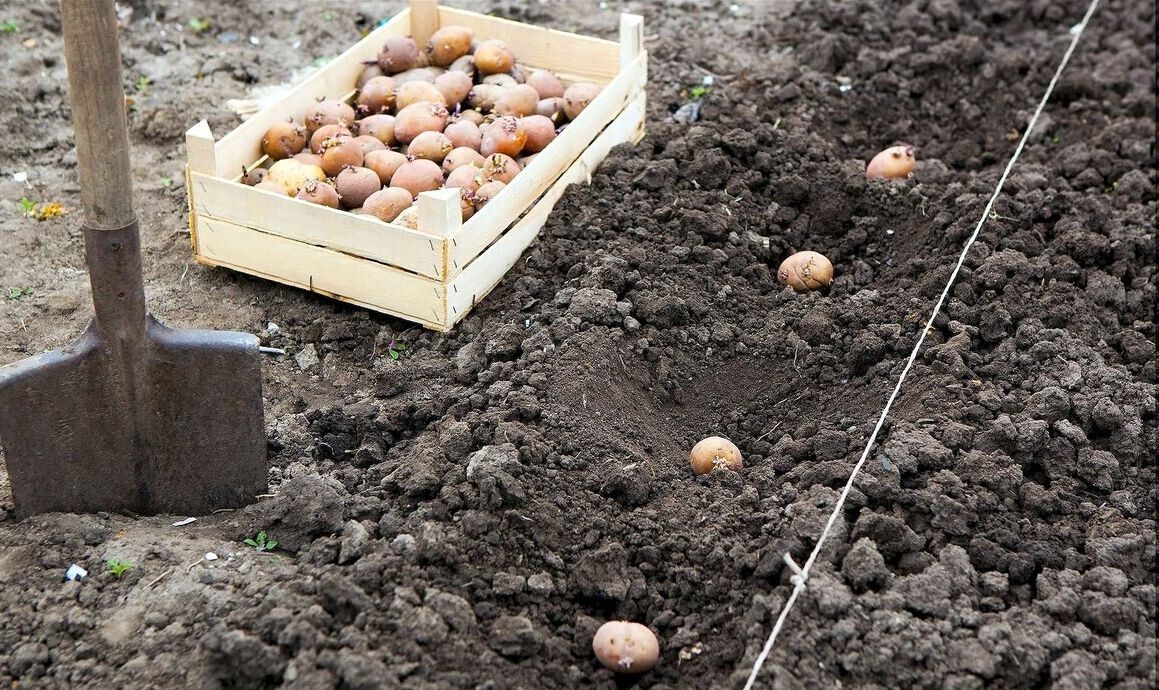 Грамотная высадка картофеля — залог хорошего урожая