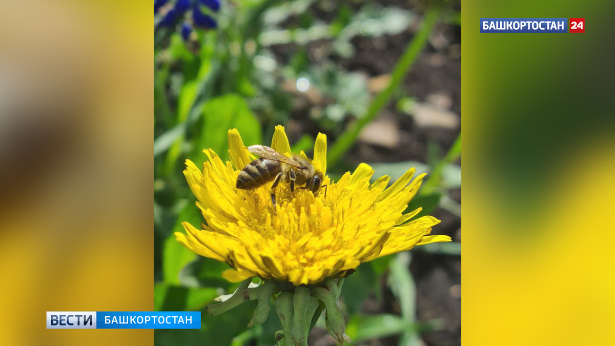    В Башкортостан придет 30-градусная жара